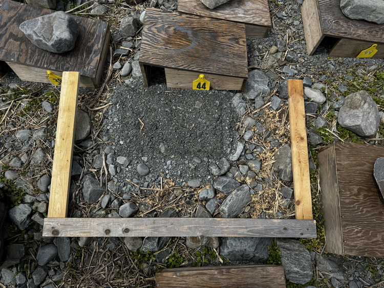 Hypersaline solution treated plot (Saline sprayed)